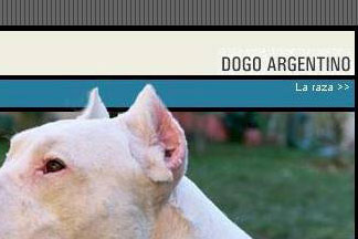 Dogo+argentino+puppies+for+sale+in+alabama