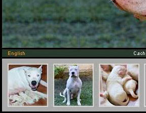 Dogo+argentino+hunting