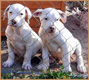 cachorros dogo argentino ARGENTUM