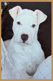 Cachorro Dogo Argentino Argentum
