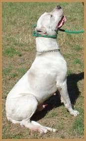 Cachorro Dogo Argentino Argentum