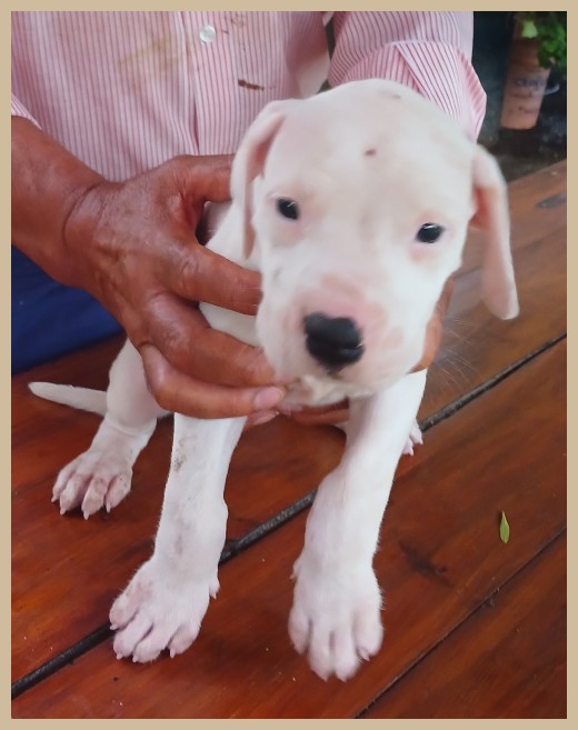 dogos argentinos argentum