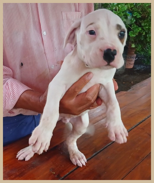 dogos argentinos argentum