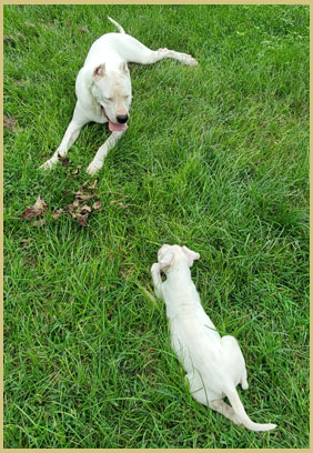 dogo argentino Vince de Argentum