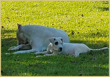 dogo argentino Vince de Argentum