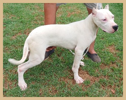 dogo argentino ARGENTUM