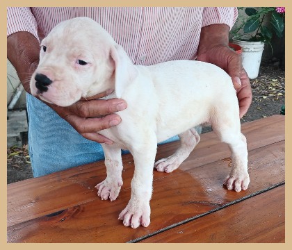 dogo argentino ARGENTUM