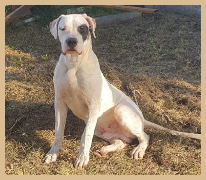 dogo argentino