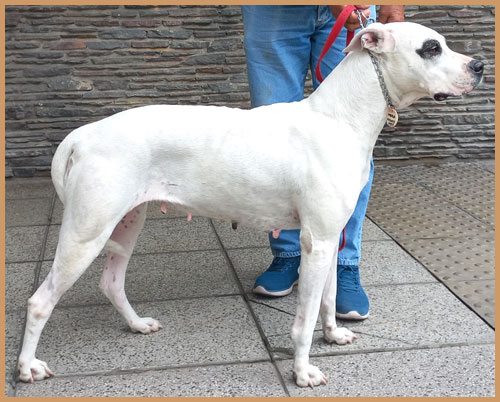 Argentine Dogue Mora de Argentum