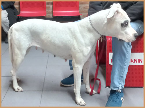 Argentine Dogue Mora de Argentum