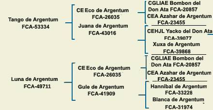 pedigree argentine dogo