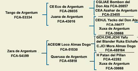 pedigree argentine dogo