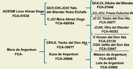 pedigree argentine dogo