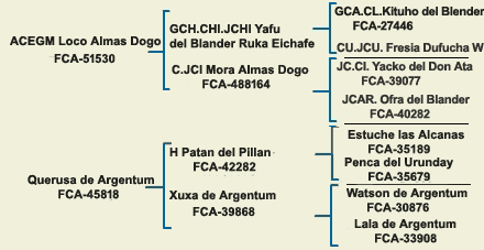 pedigree argentine dogo