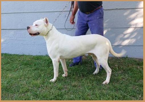 Tango de Argentum Dogo