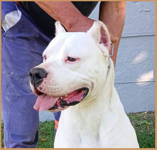 Tango de Argentum Dogo