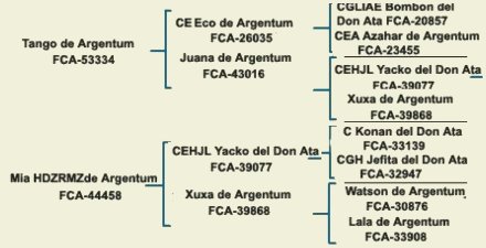 pedigree argentine dogo